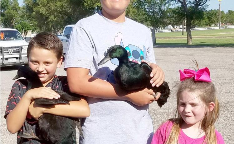 MIGHTY DUCKS—The Ochiltree County 4-H Poultry Show was held Aug. 6 at the Ochiltree County Expo Center. Among the competitors were, from left, Alex Grajeda, age 9, holding his duck Cardi Beak, Dane Staggs, 13, with his duck Quacker Attacker, and Kendall DeWitt, 6.